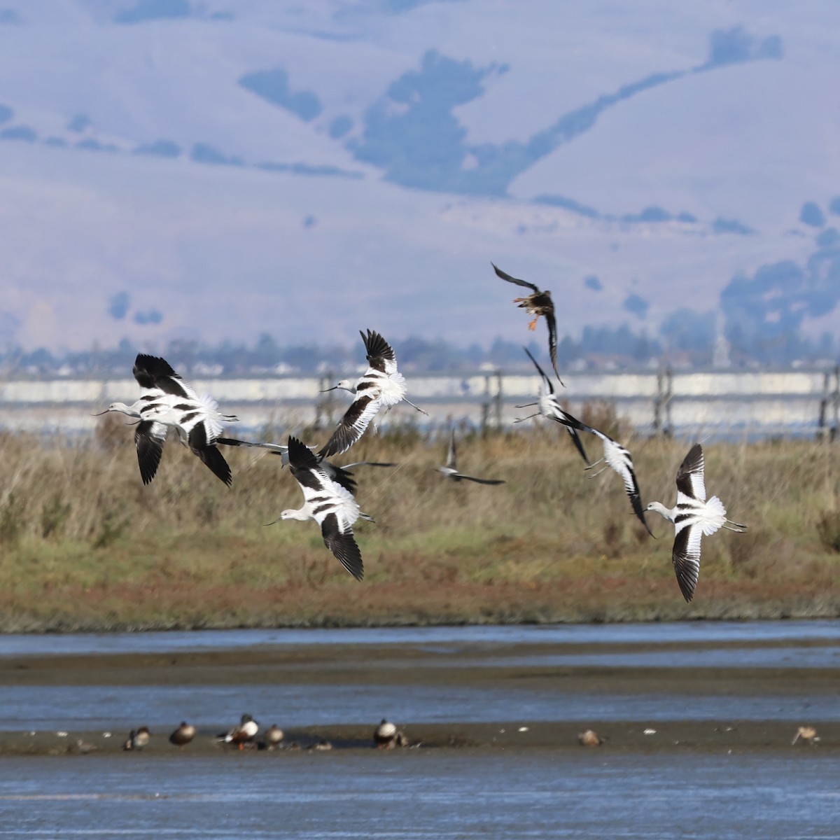 American Avocet - ML644421823