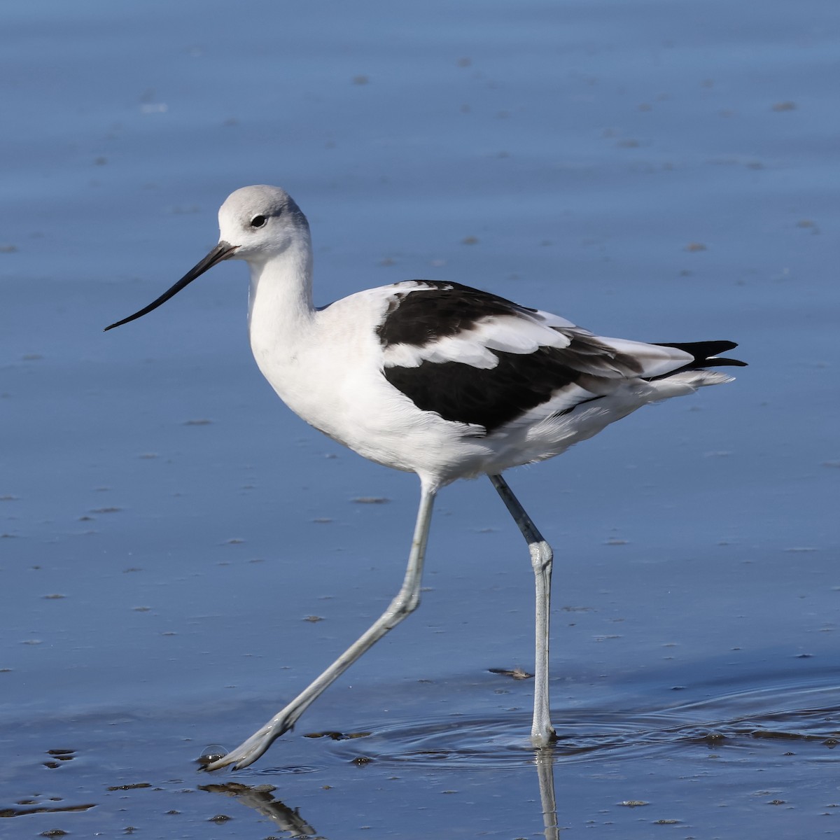 American Avocet - ML644421824