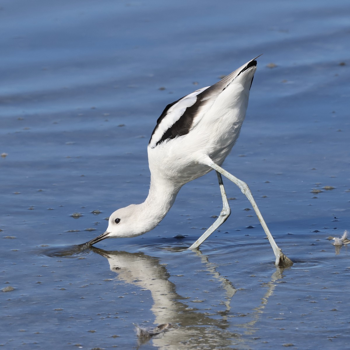American Avocet - ML644421825