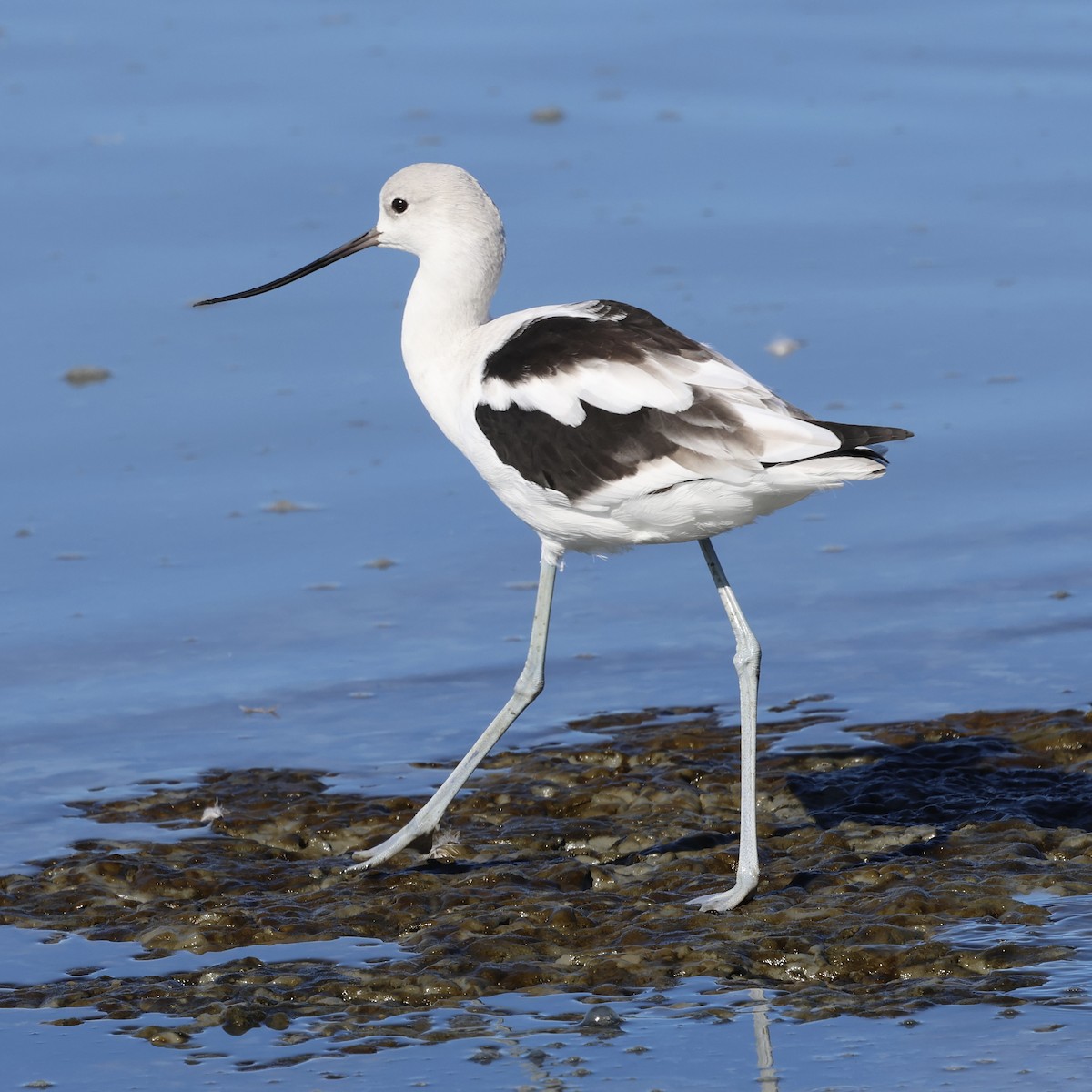 American Avocet - ML644421828