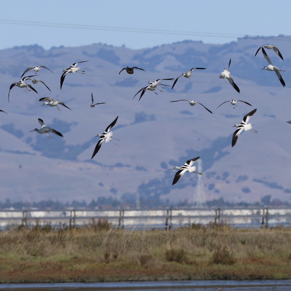 American Avocet - ML644421830
