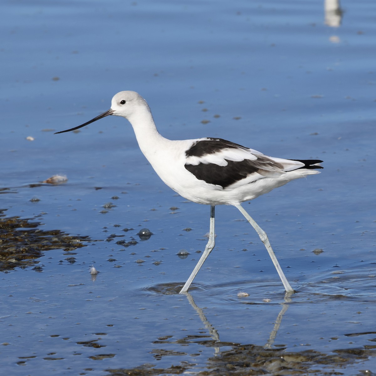 American Avocet - ML644421831