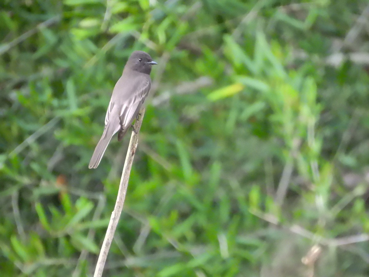 Black Phoebe - ML644421836