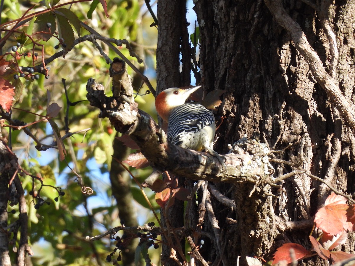 Каролинский дятел - ML644421837