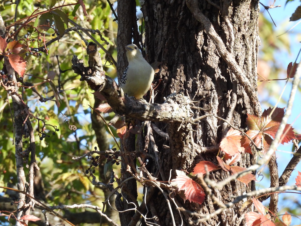 Каролинский дятел - ML644421838