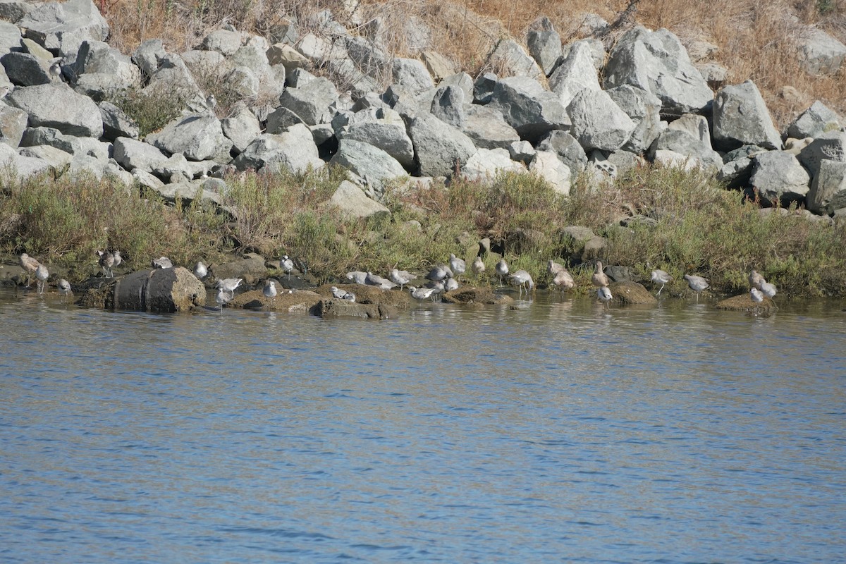 Буурал сүвээ цагаан - ML644421839