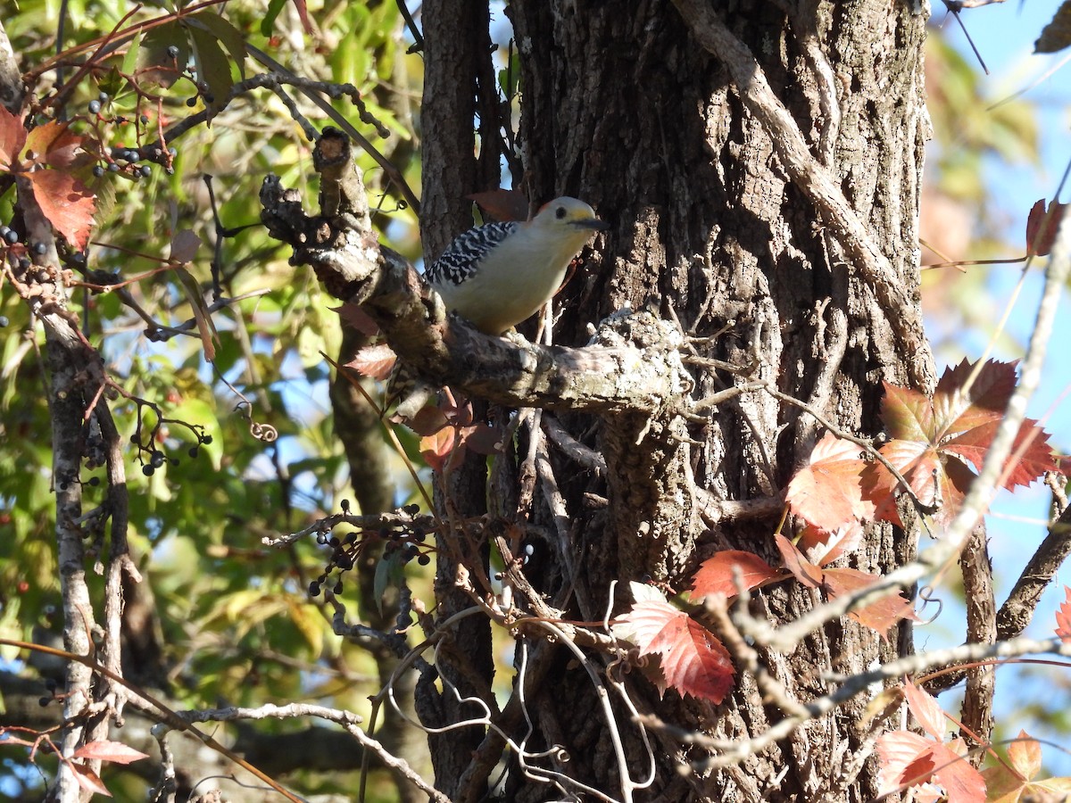 Каролинский дятел - ML644421840