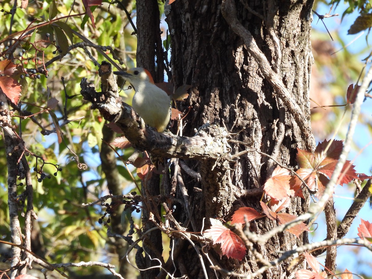 Каролинский дятел - ML644421841