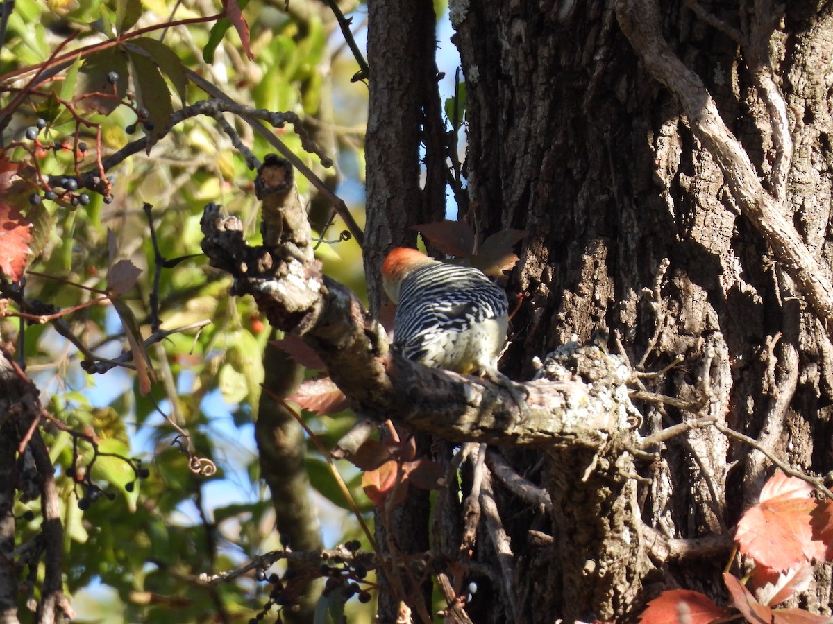 Каролинский дятел - ML644421842