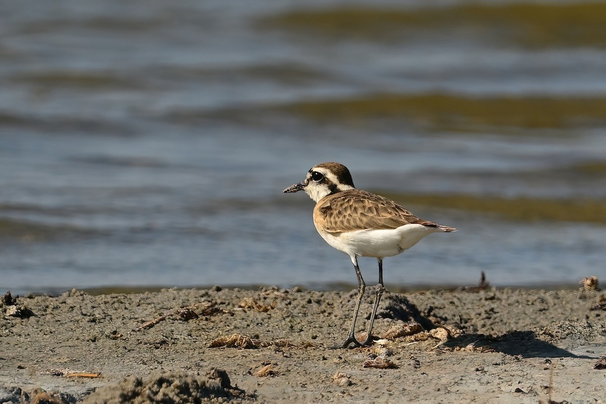 Chorlitejo Pecuario - ML644421843