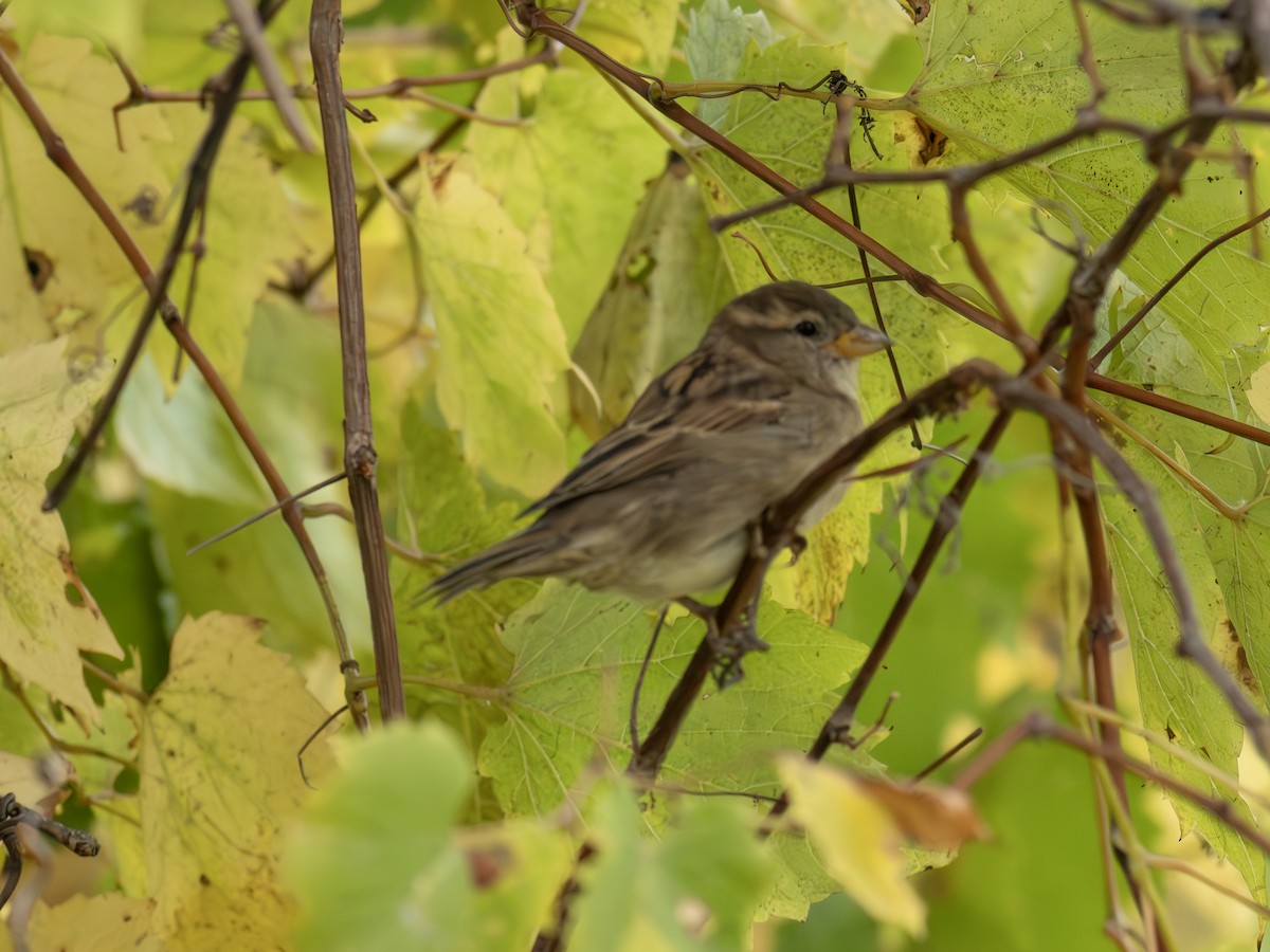 House Sparrow - ML644421852