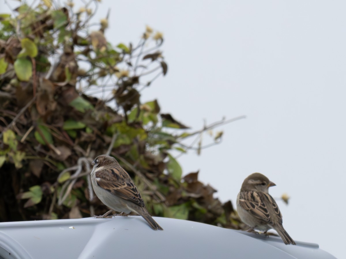 House Sparrow - ML644421853