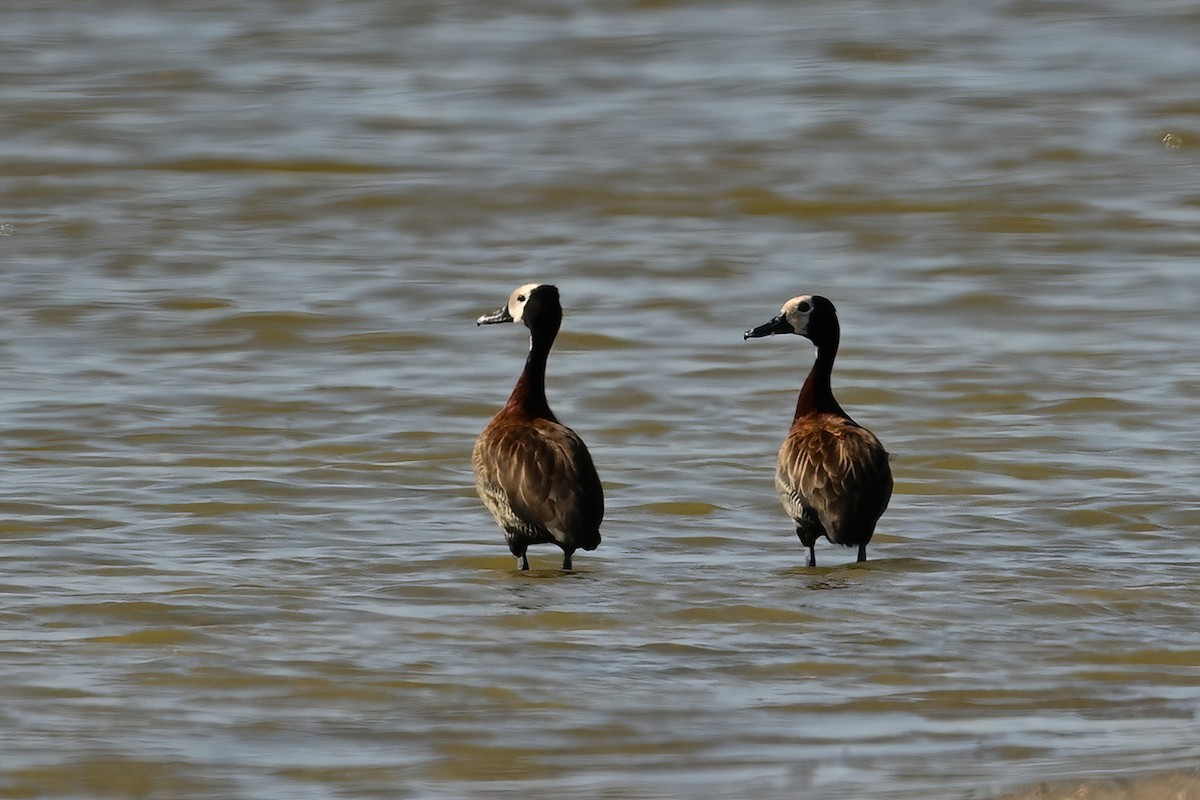 White-faced Whistling-Duck - ML644421854