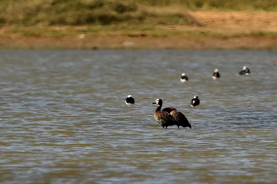 White-faced Whistling-Duck - ML644421855