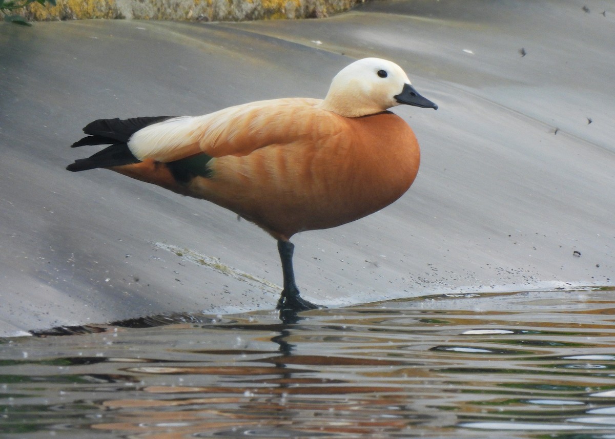 Ruddy Shelduck - ML644421857