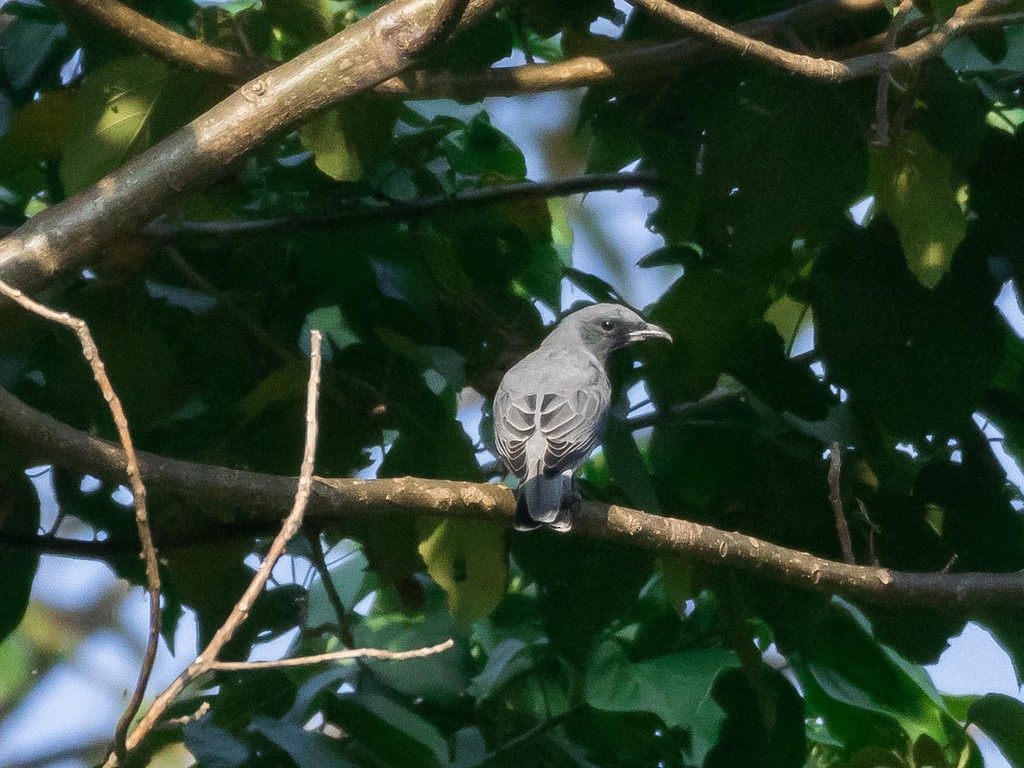 Oriental Cuckooshrike - ML644421859