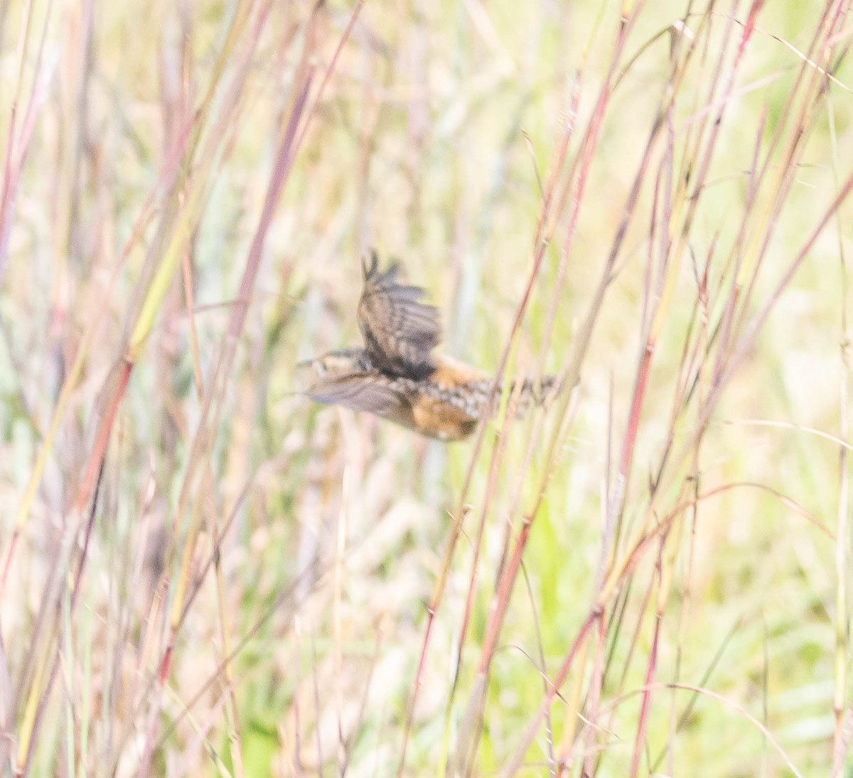 Sedge Wren - ML644421860