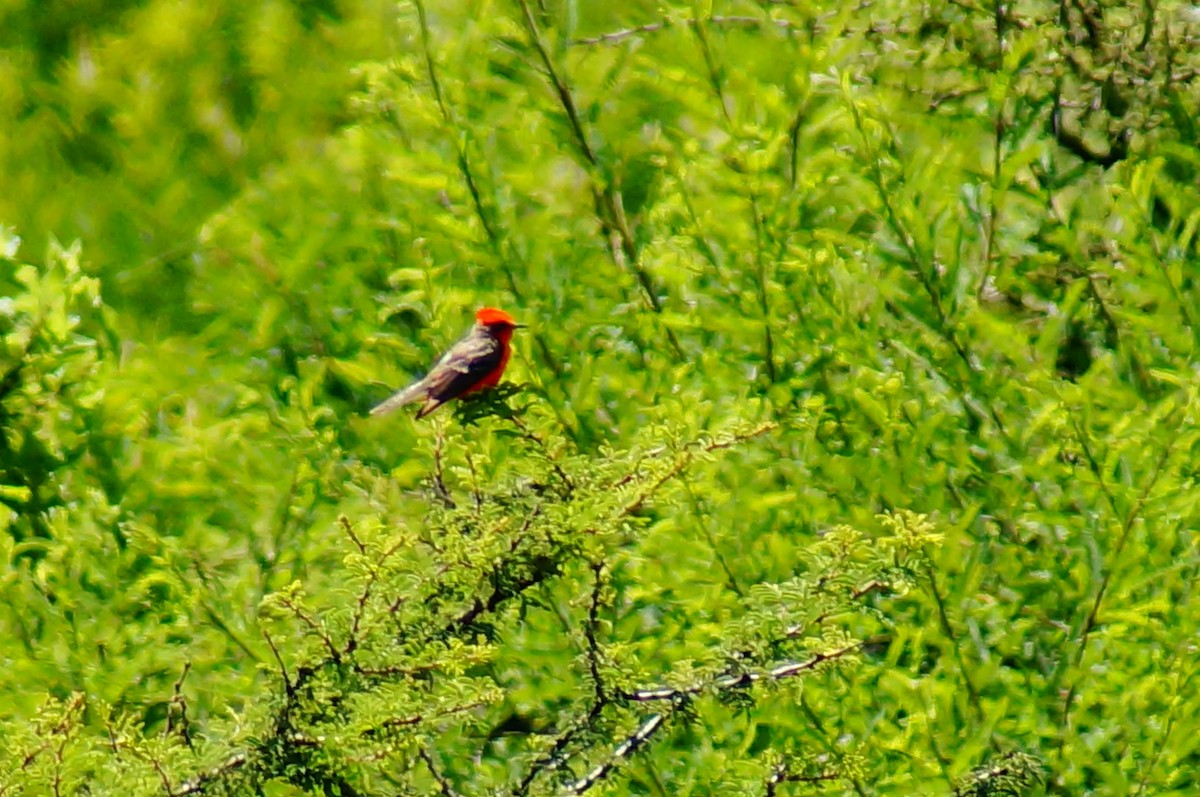 Vermilion Flycatcher - ML644421861