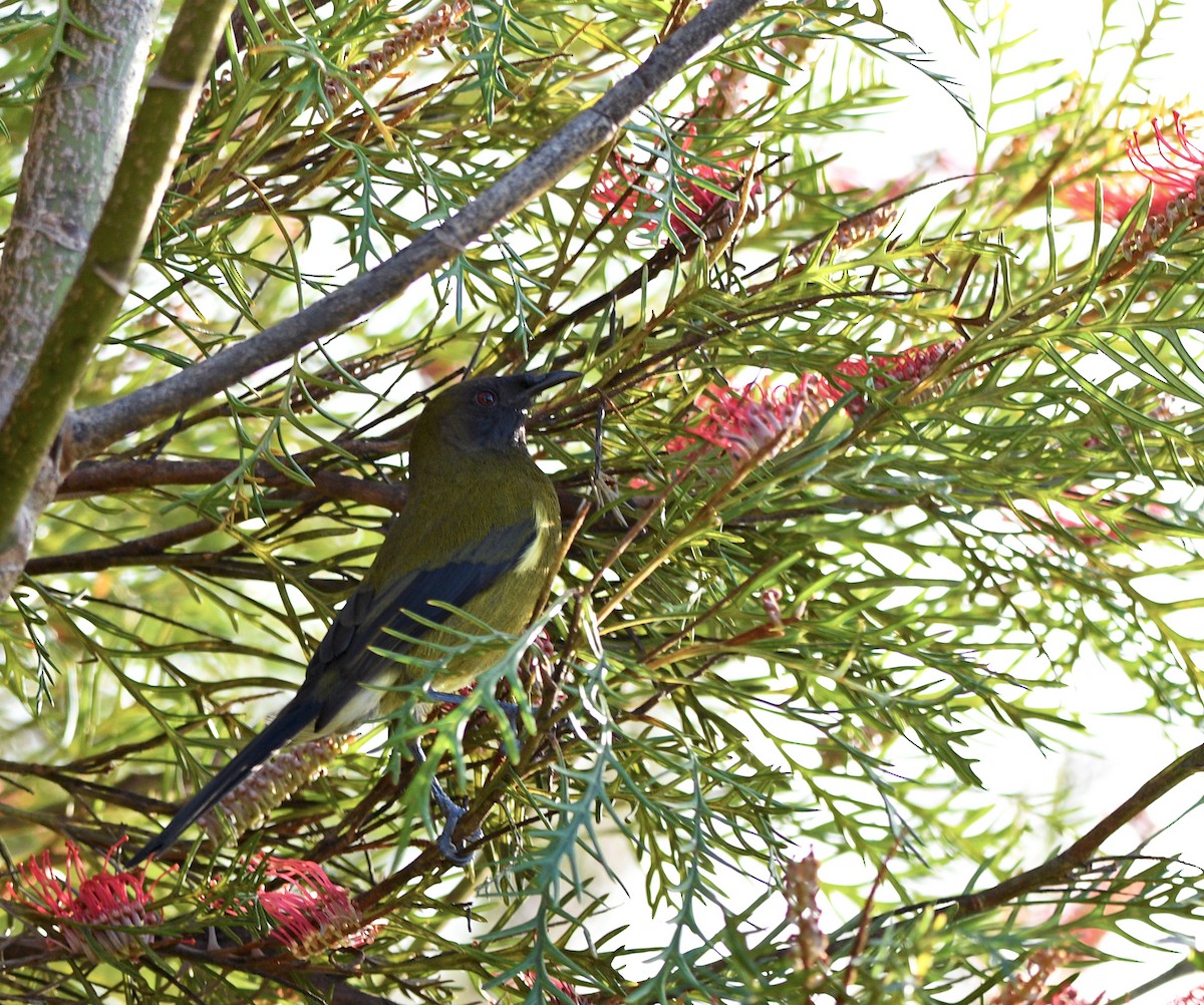 New Zealand Bellbird - ML644421862