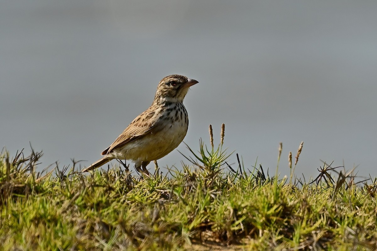 Madagascar Lark - ML644421863