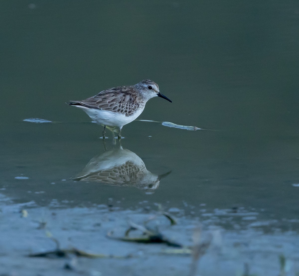 Semipalmated Sandpiper - ML644421864
