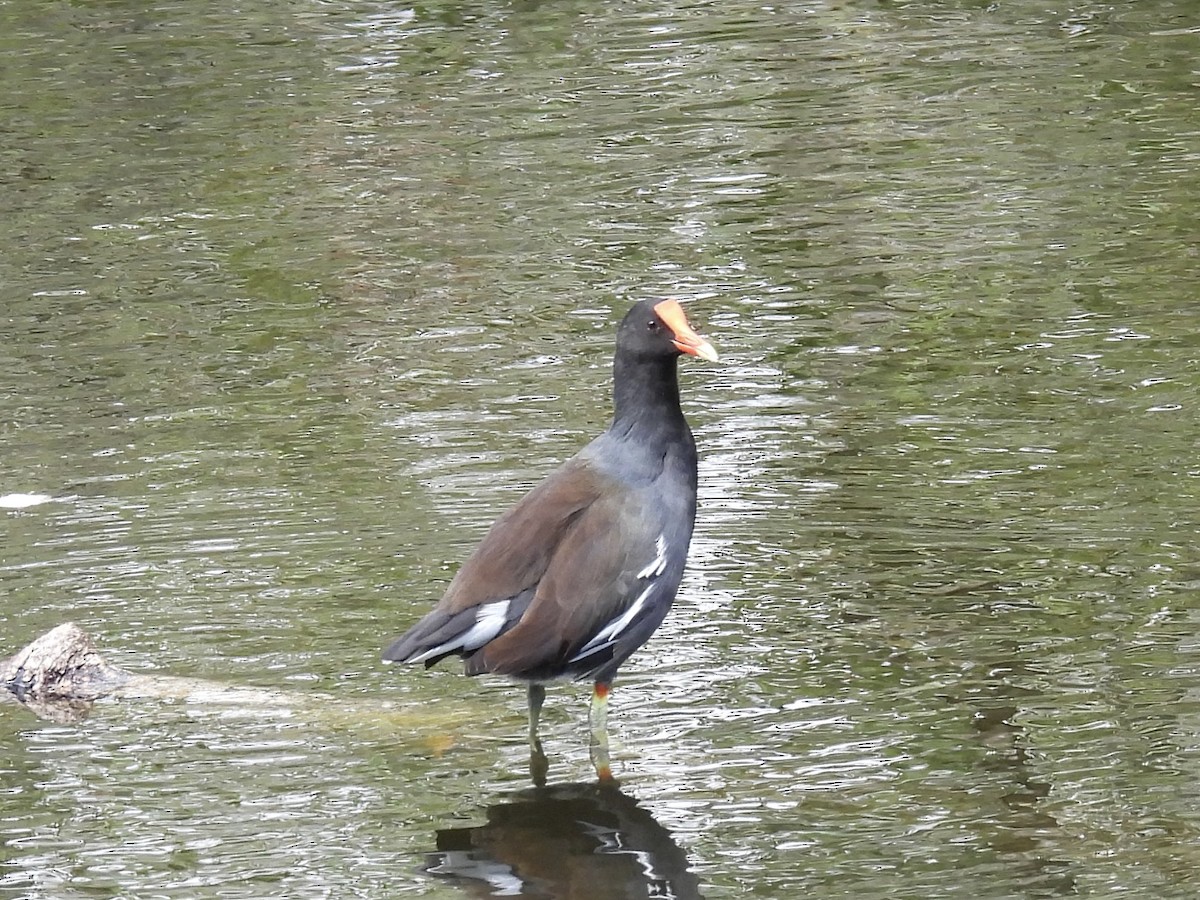 Common Gallinule - ML644421868