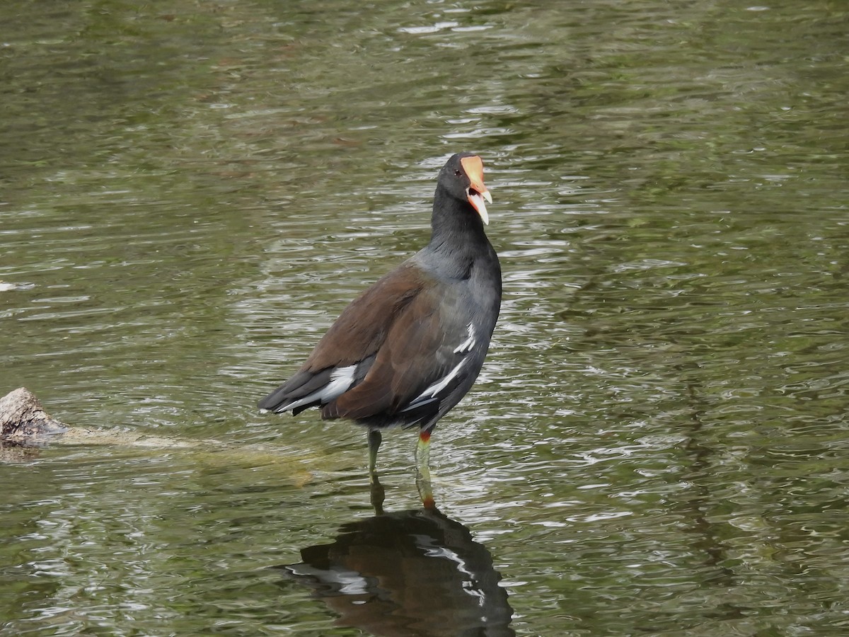 Common Gallinule - ML644421869