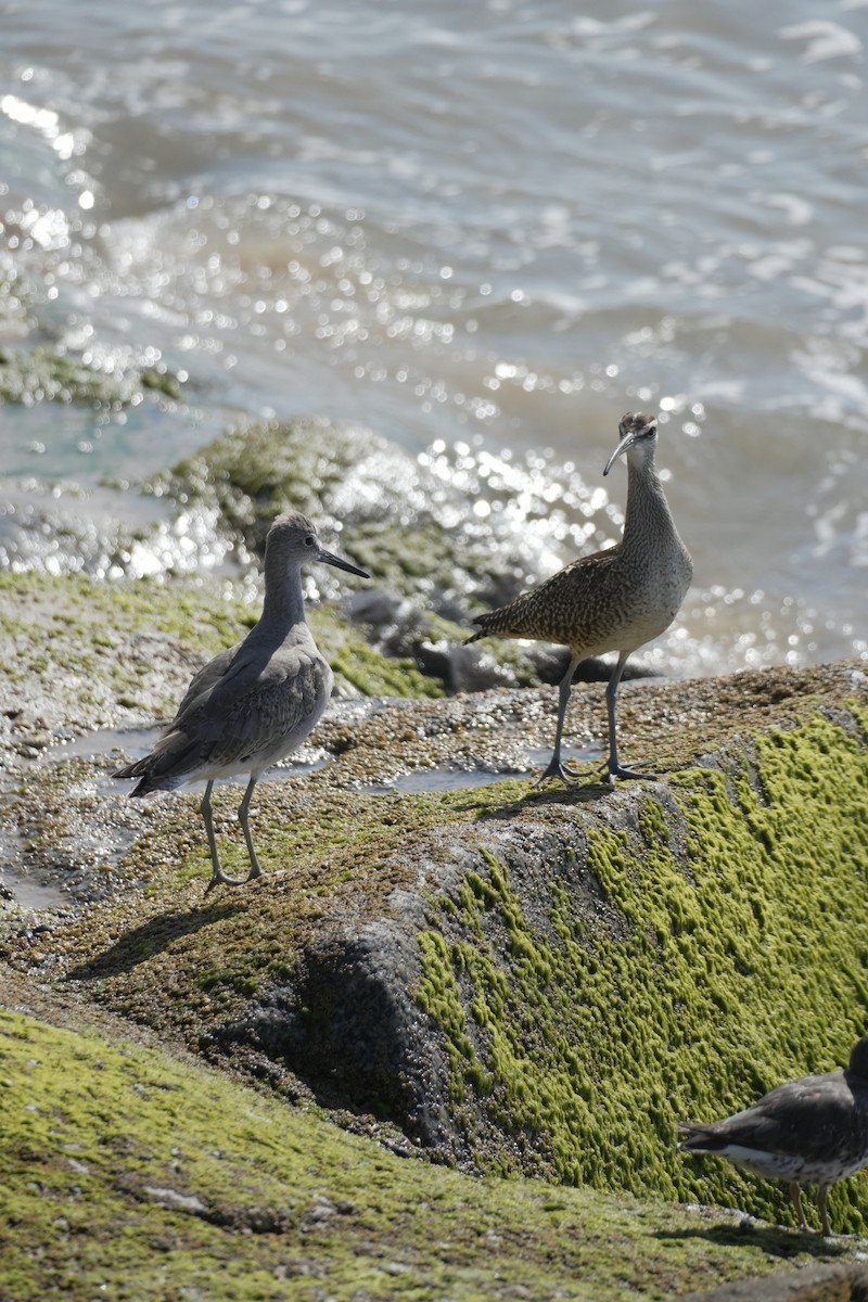 Hudsonian Whimbrel - ML644421870