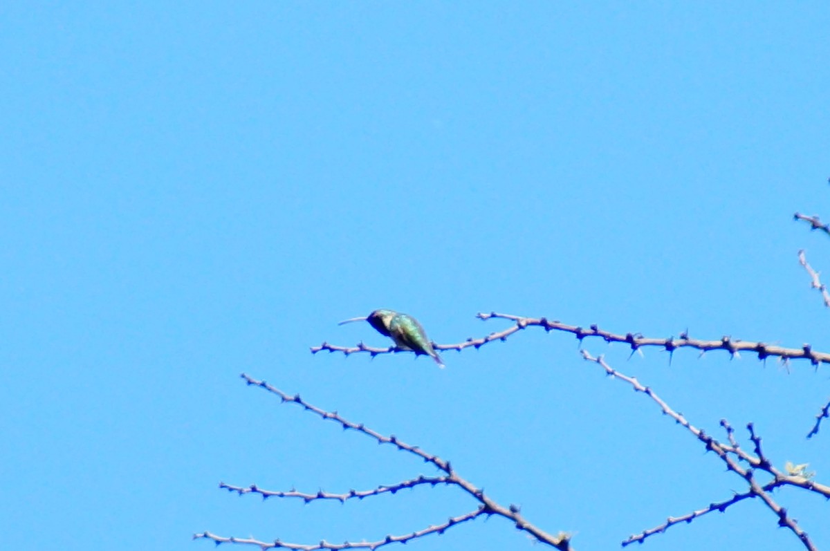 Broad-tailed Hummingbird - ML644421871