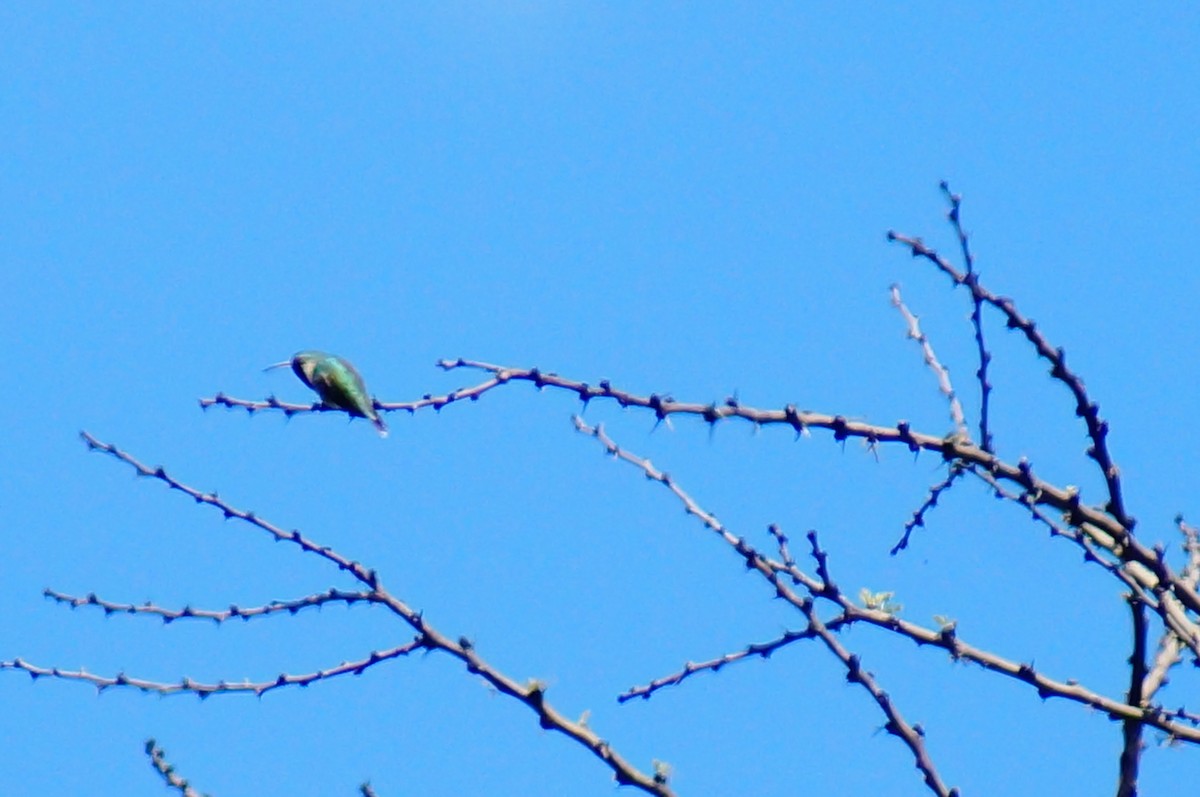 Broad-tailed Hummingbird - ML644421872