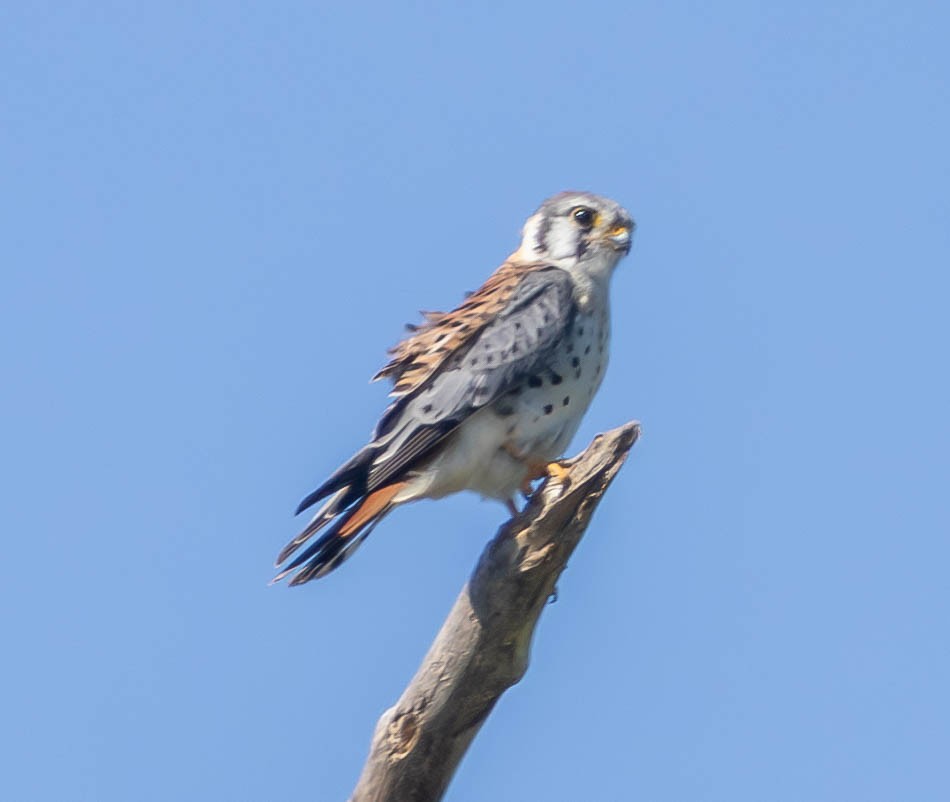 American Kestrel - ML644421873