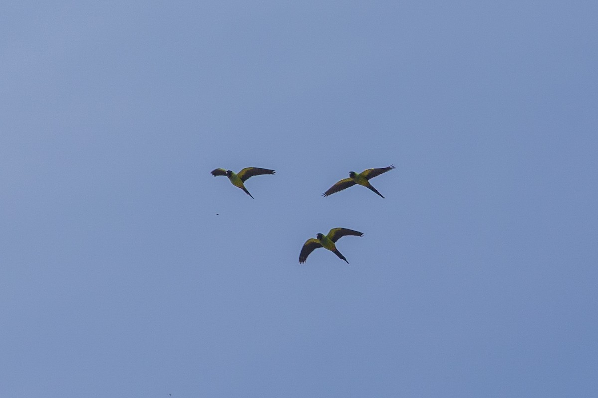 Nanday Parakeet - ML644421876