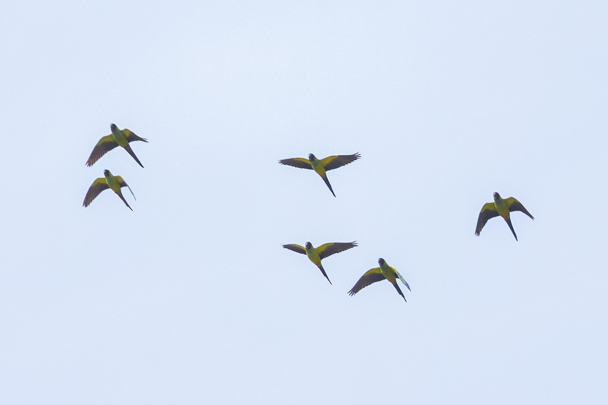 Nanday Parakeet - ML644421877