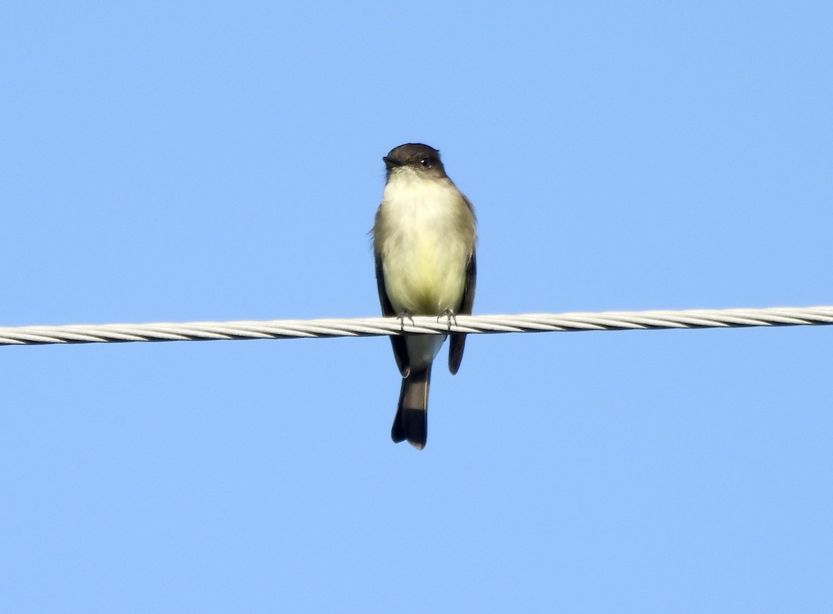 Eastern Phoebe - ML644421878