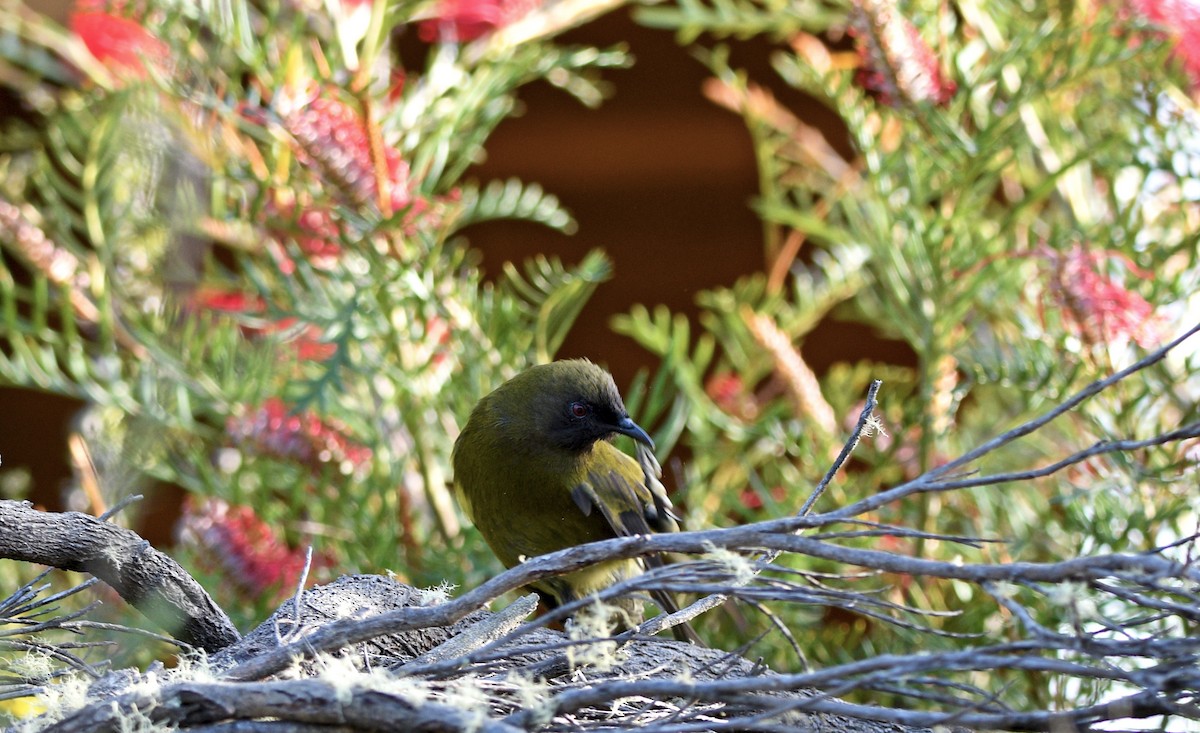New Zealand Bellbird - ML644421879