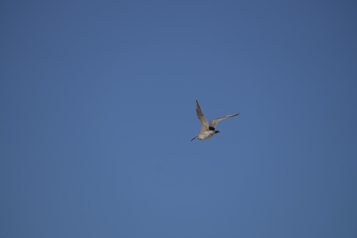 Hudsonian Whimbrel - ML644421881