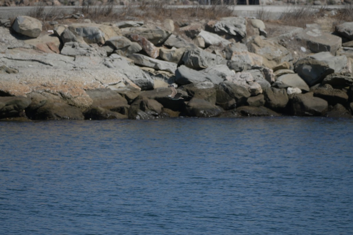 Hudsonian Whimbrel - ML644421882