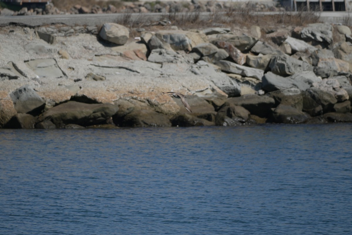 Hudsonian Whimbrel - ML644421883