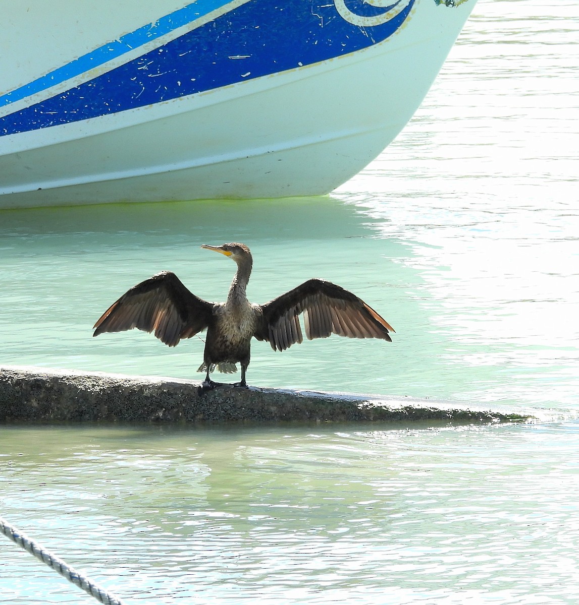 Neotropic Cormorant - ML644421884