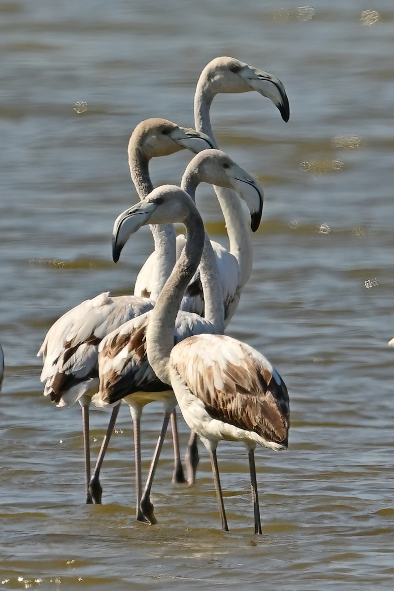 Greater Flamingo - ML644421885
