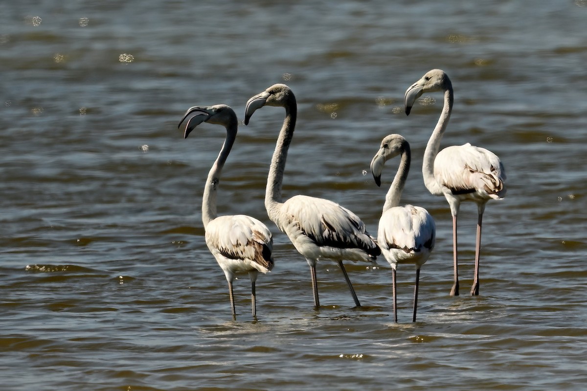 Greater Flamingo - ML644421886