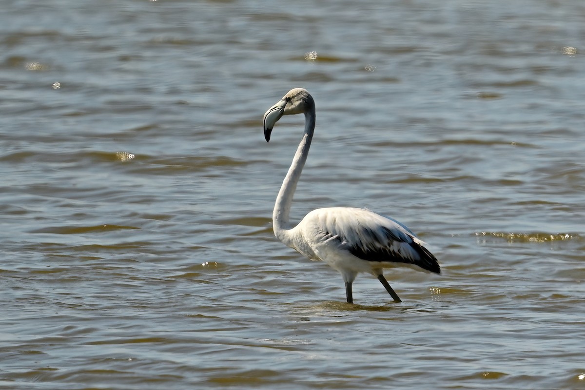 Greater Flamingo - ML644421887