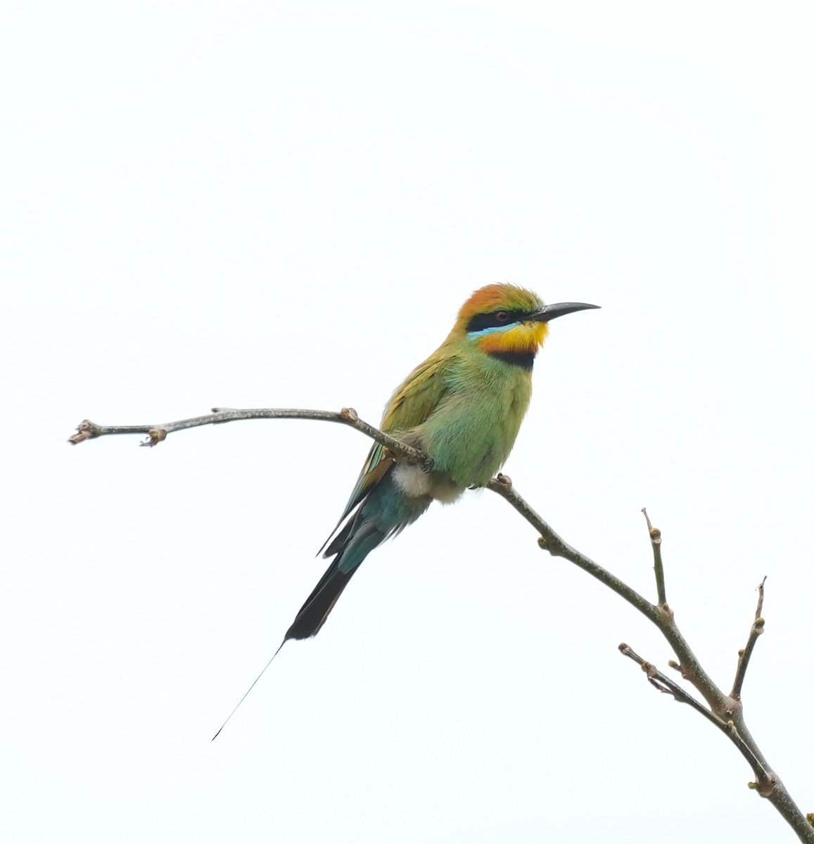 Радужная щурка - ML644421888