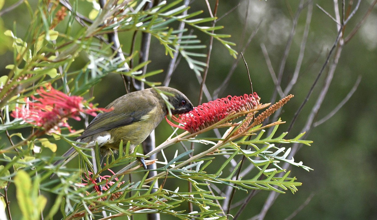 New Zealand Bellbird - ML644421890