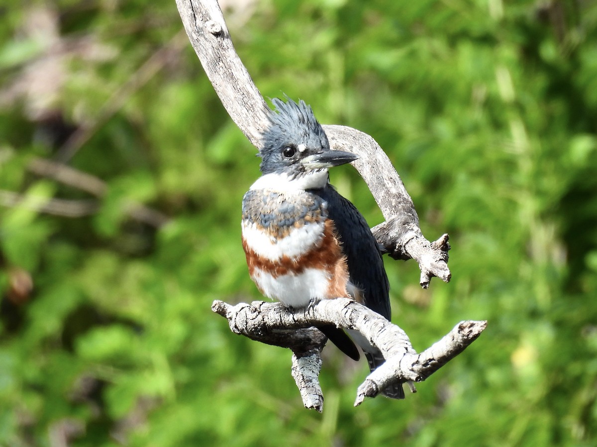 Belted Kingfisher - ML644421891