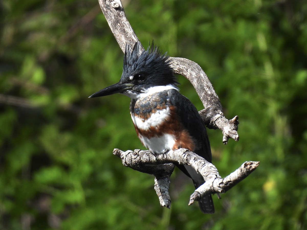 Belted Kingfisher - ML644421892