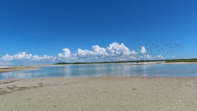 Red Knot - ML644421893