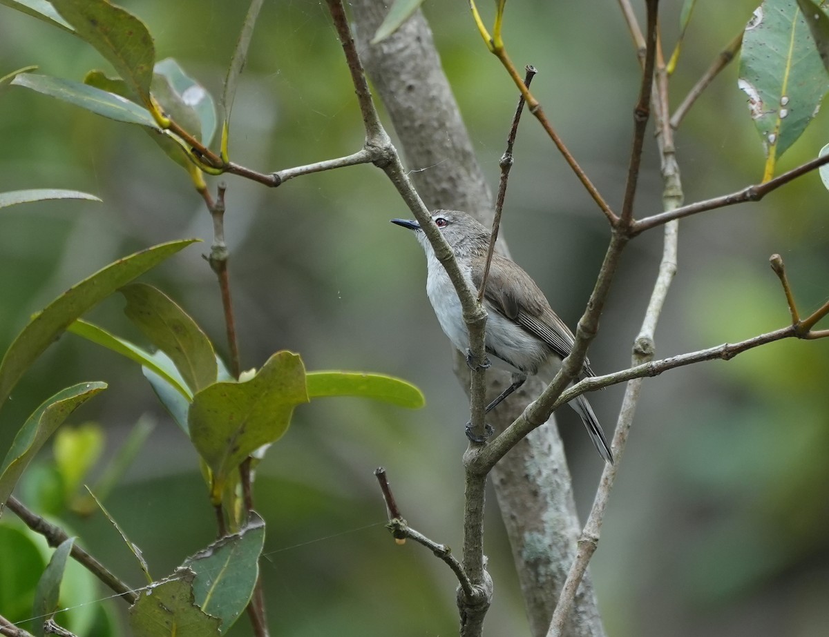 Mangrove Gerygone - ML644421898