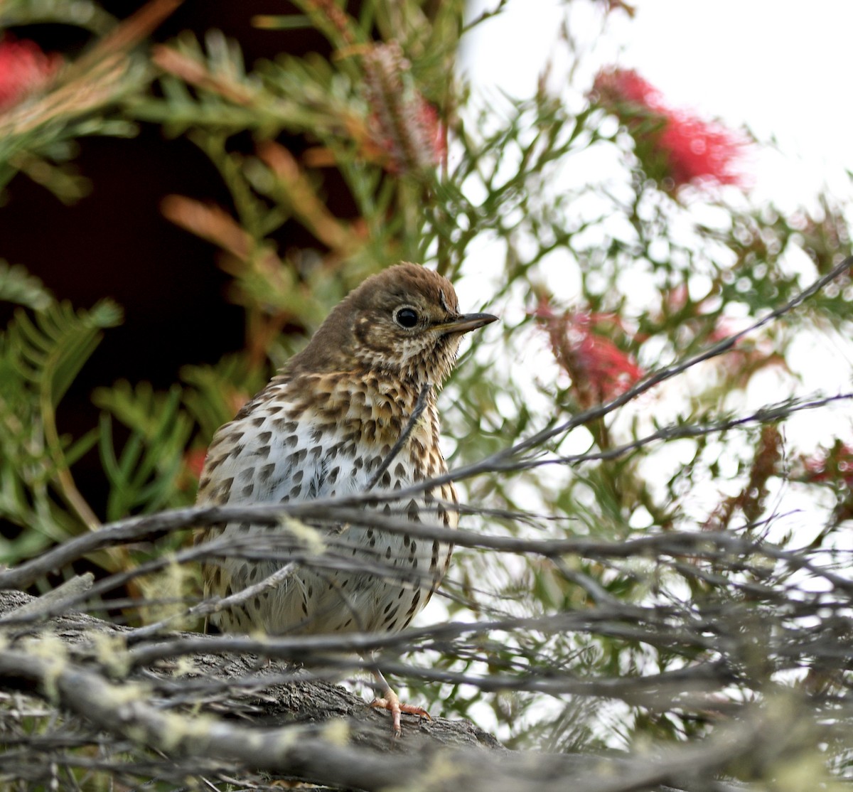 Song Thrush - ML644421907