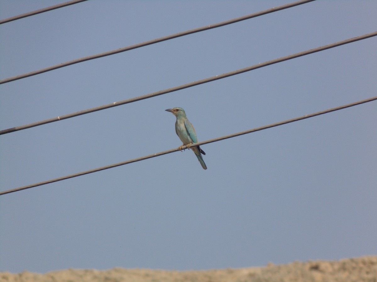 Сиворакша євразійська - ML644421919